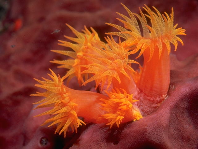 Yellow Clump Coral