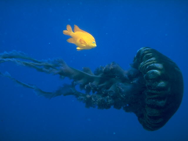 Garibaldi Feeding on a Jellyfish