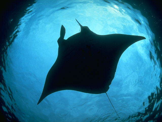 Manta Ray