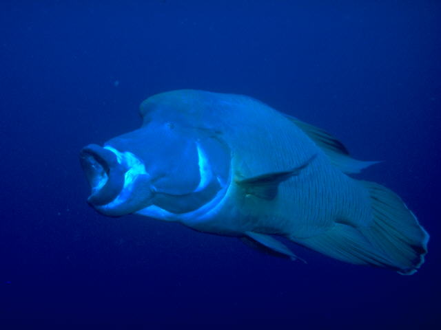 Napoleon Wrasse