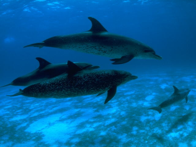 Atlantic Spotted Dolphins