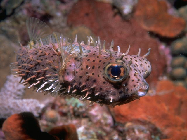 Porcupinefish