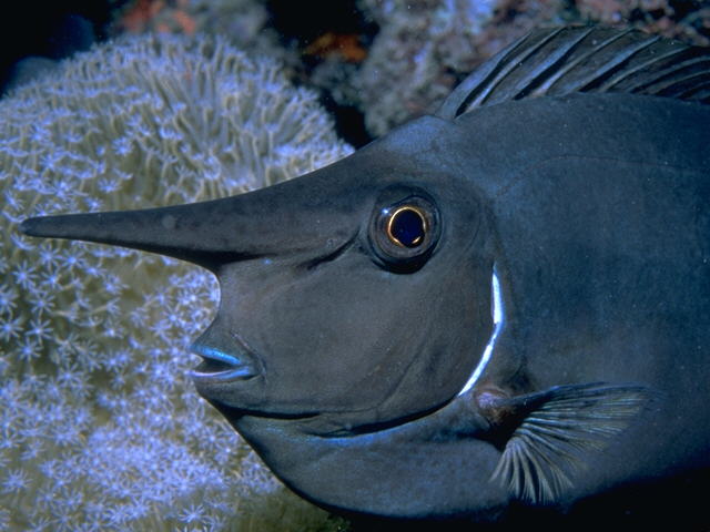 Unicornfish