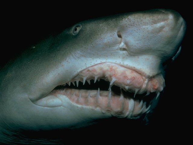 Sand Tiger Shark