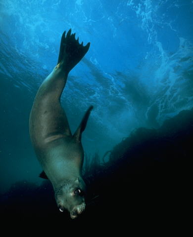 California Sea Lion