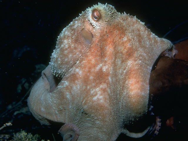 Reef Octopus