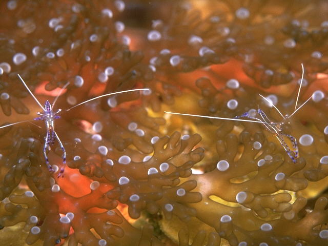 Shrimp and Host Anemone