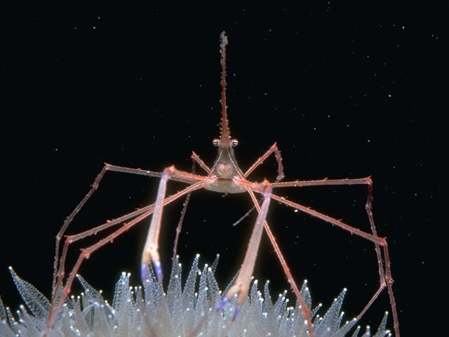 Arrow Crab