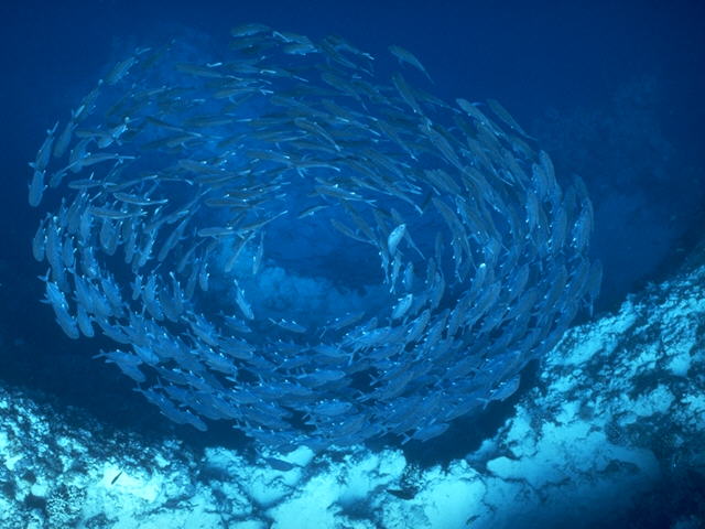 School of Bigeye Trevally