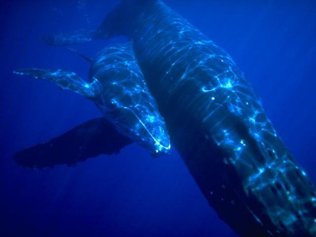 Humpback Whales