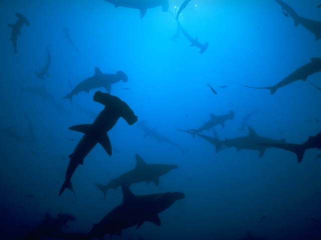 Hammerhead Sharks