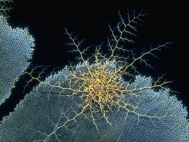 Basket Starfish