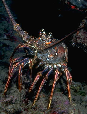 Spiny Lobster