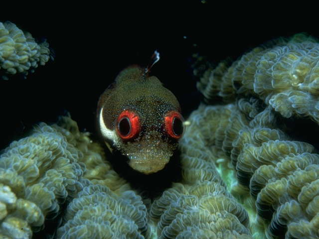 Spotjaw Blenny