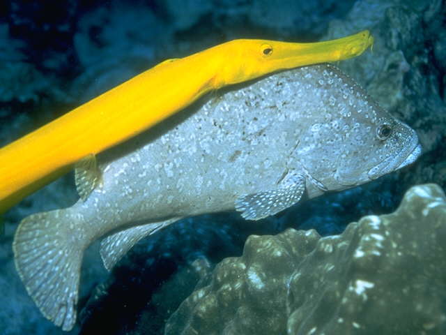 Trumpetfish and Leather Bass