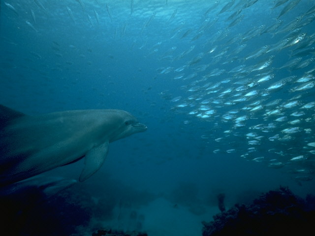 Bottlenose Dolphin