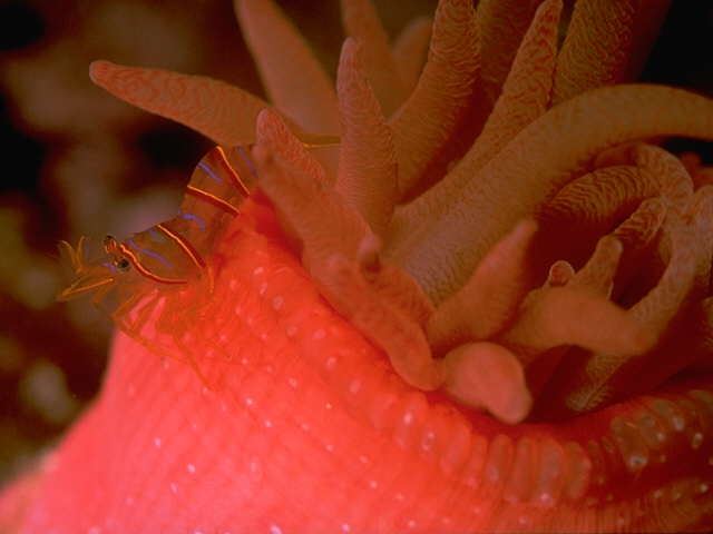 Harlequin Shrimp