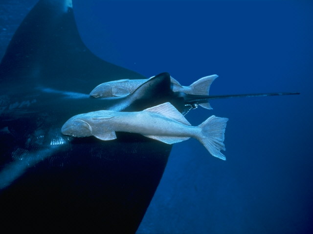 Remoras on a Manta Ray