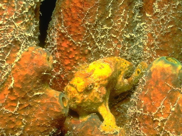 Frogfish