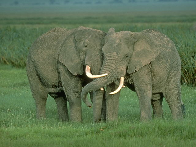 African Elephant