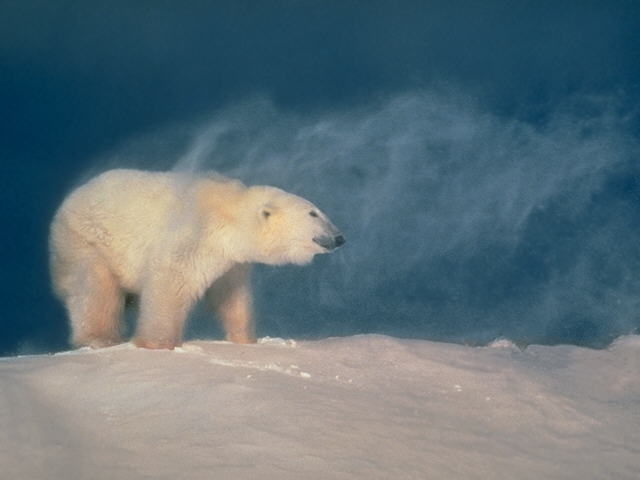 Polar Bear