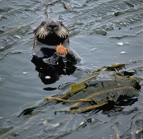 Sea Otter