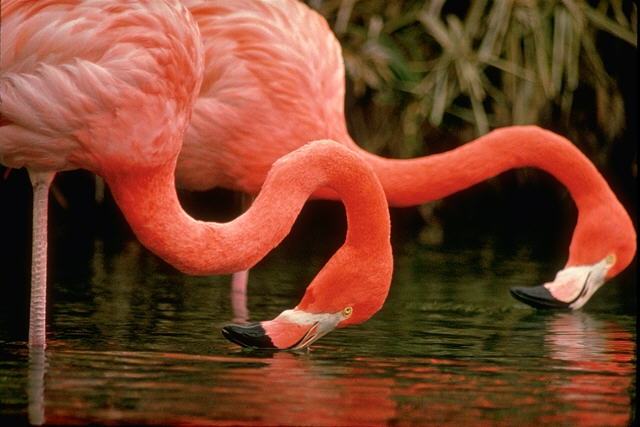 Greater Flamingo