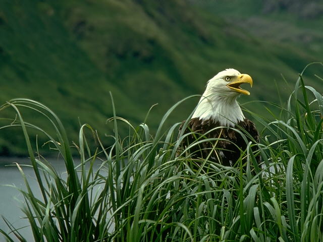 Bald Eagle