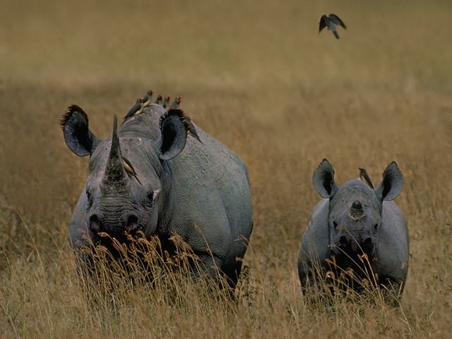 Black Rhinoceros