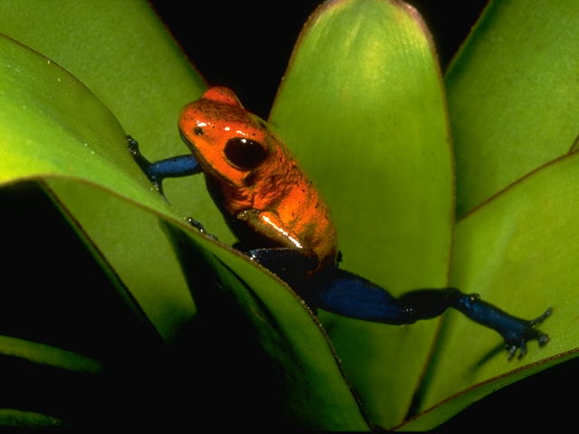 Poison Dart Frog