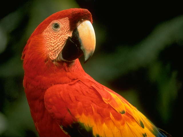 Scarlet Macaw