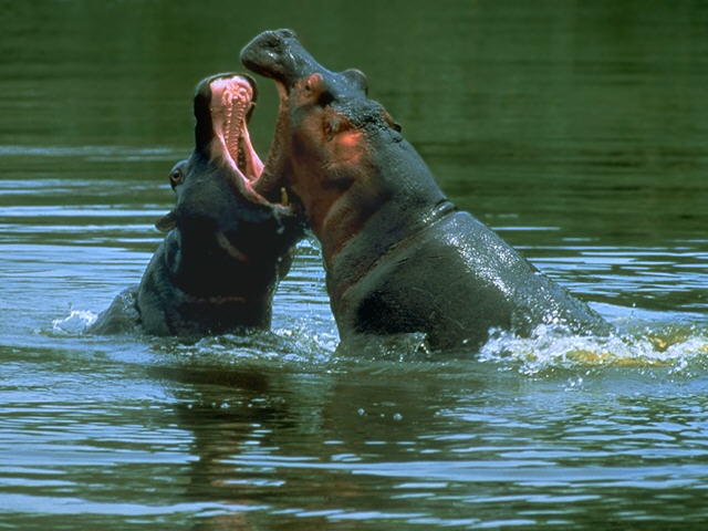 Hippopotamus