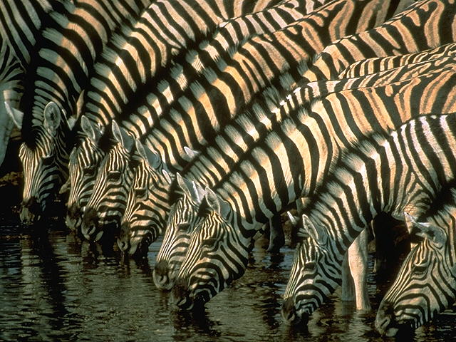 Burchell's Zebra