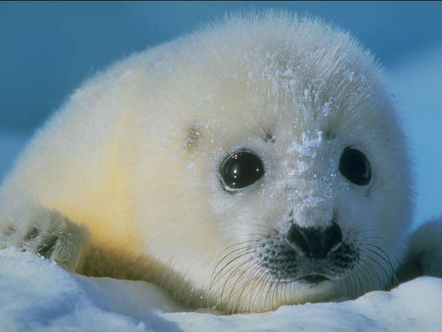 Harp Seal Pup