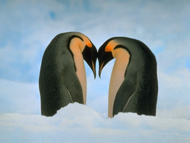 Emperor Penguin