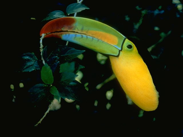 Keel-Billed Toucan