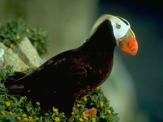 Tufted Puffin