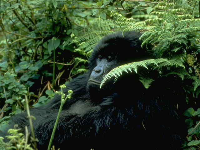 Mountain Gorilla