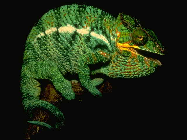 Panther Chameleon