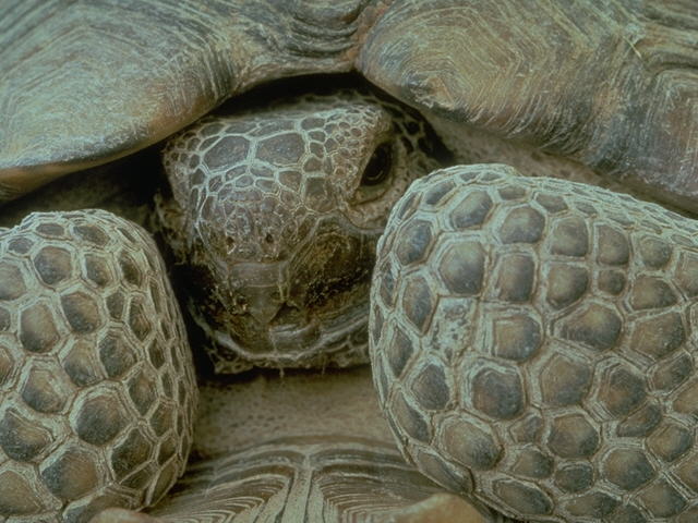 Desert Tortoise