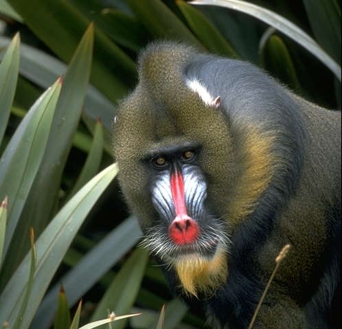 Mandrill