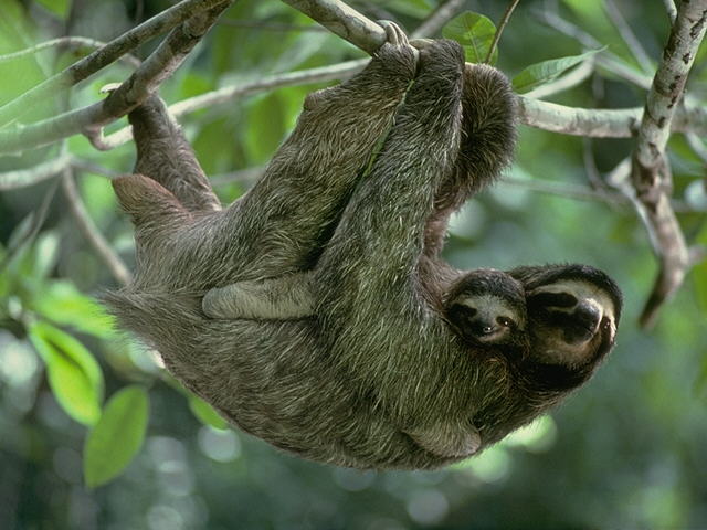 Three-Toed Sloth