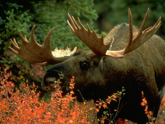 Moose