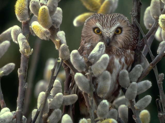 Saw-Whet Owl