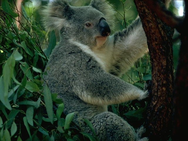 Koala