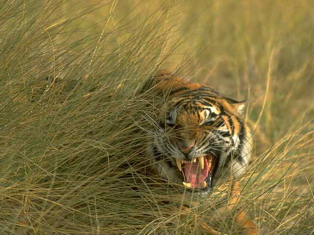 Bengal Tiger