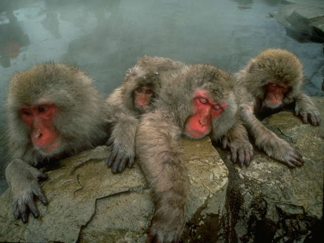 Japanese Macaque