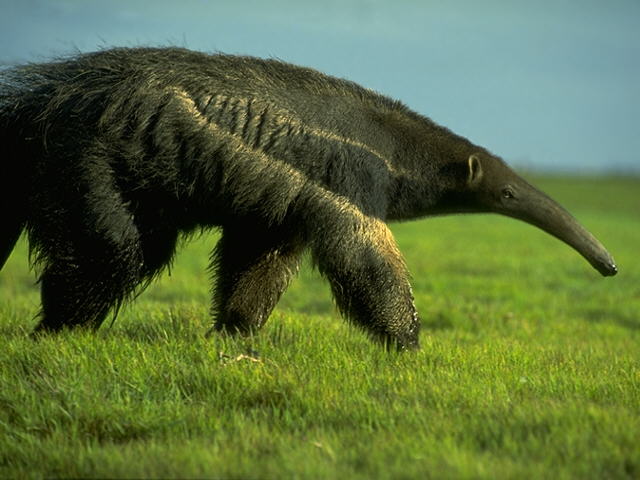 Giant Anteater