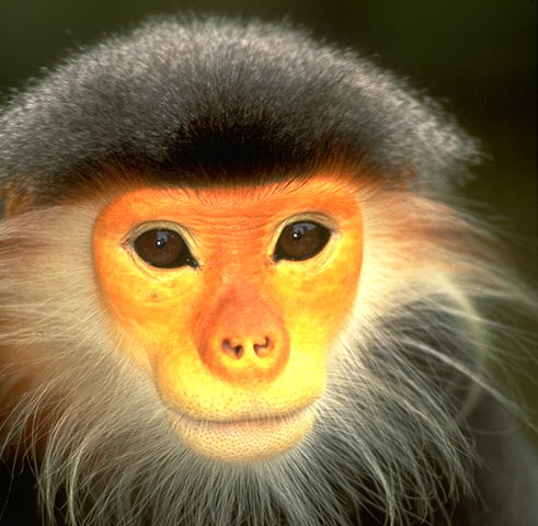 Douc Langur