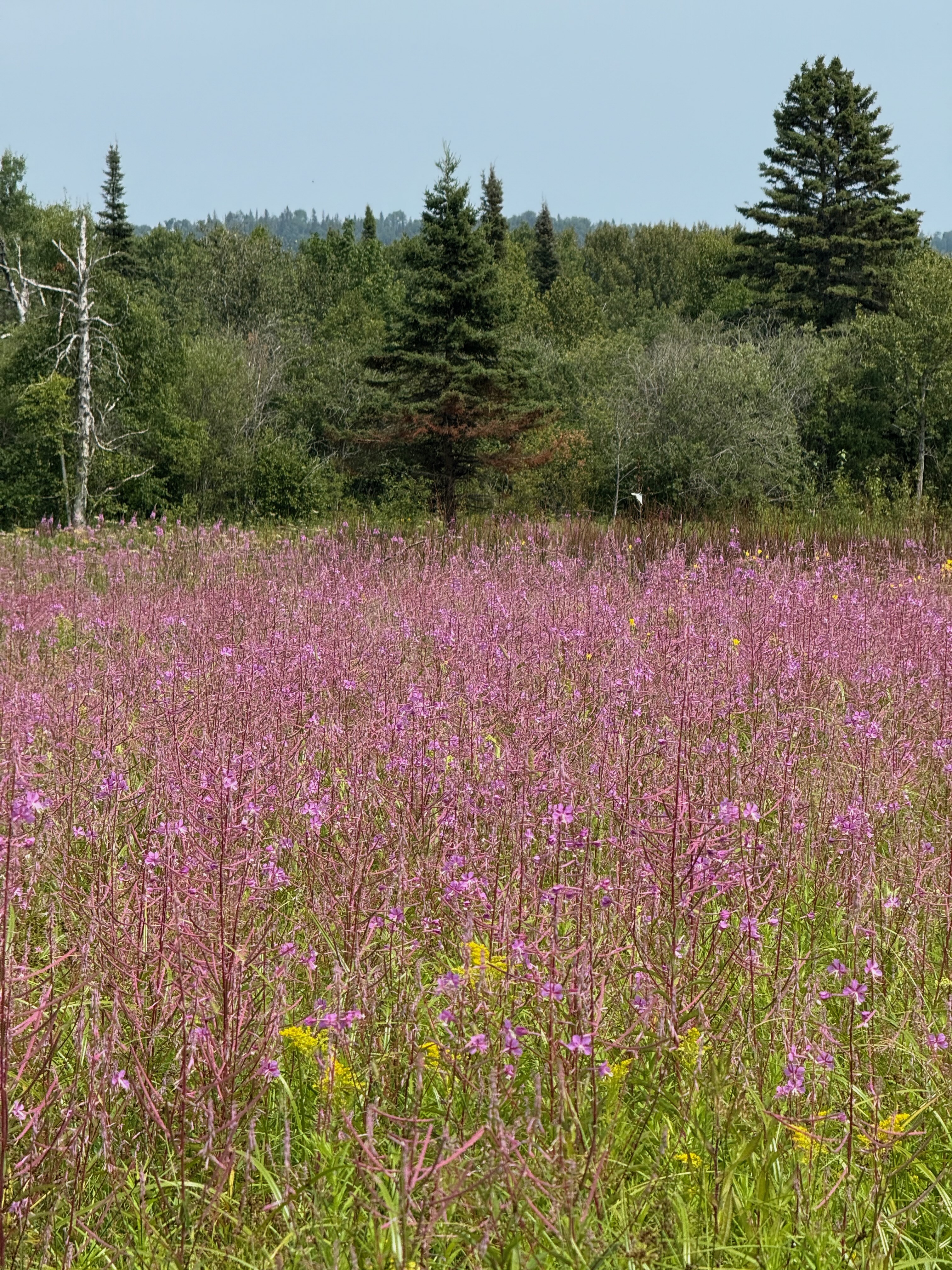 Fireweed at Grand Portage National Monument